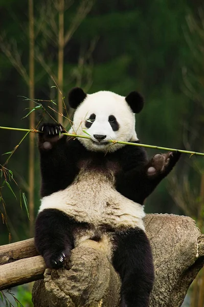 Panda Géant Mangeant Bambou Dans Jardin — Photo
