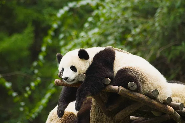 Urso Panda Gigante Zoológico — Fotografia de Stock