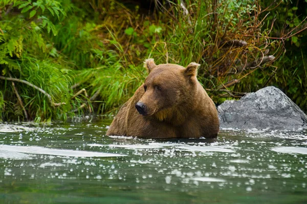 Brunbjørn Naturen – stockfoto
