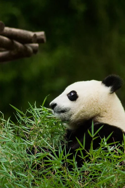 Panda Äter Bambu Djurparken — Stockfoto