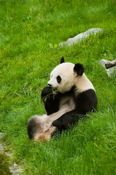 Miś Panda Gigant Jedzenie Bambusa — Zdjęcie stockowe