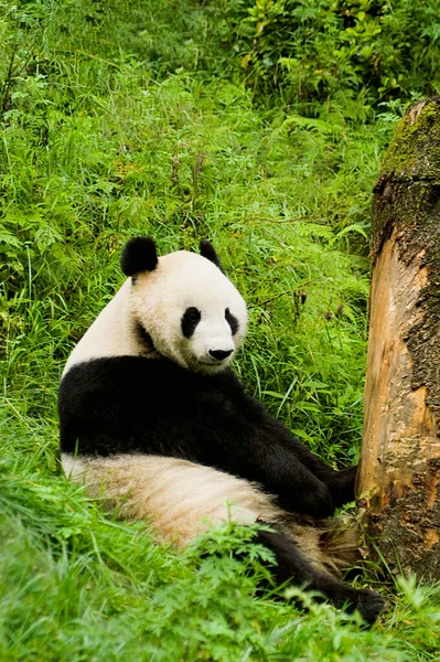 Oso Panda Gigante Hierba —  Fotos de Stock