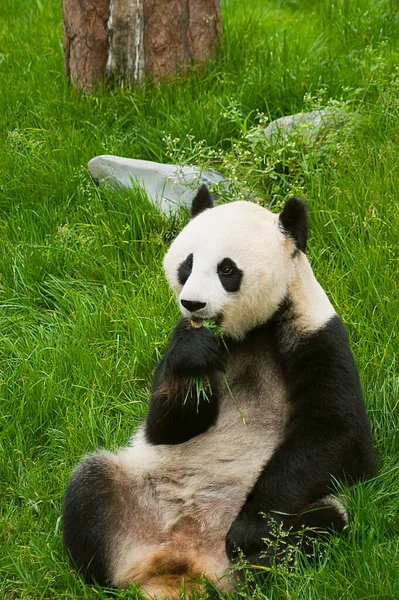 Giant Panda Eating Bamboo Grass — Stock Photo, Image