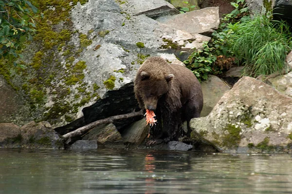 棕熊在水里 — 图库照片