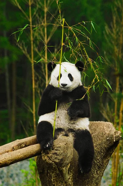 Panda Niedźwiedź Lesie — Zdjęcie stockowe