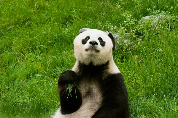 Panda Medvěd Zvíře Fauna — Stock fotografie