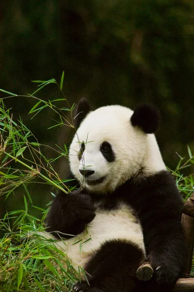 Pandabär Tier Flora Fauna — Stockfoto