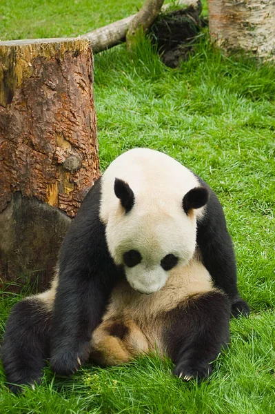 Panda Gigante Comendo Bambu — Fotografia de Stock