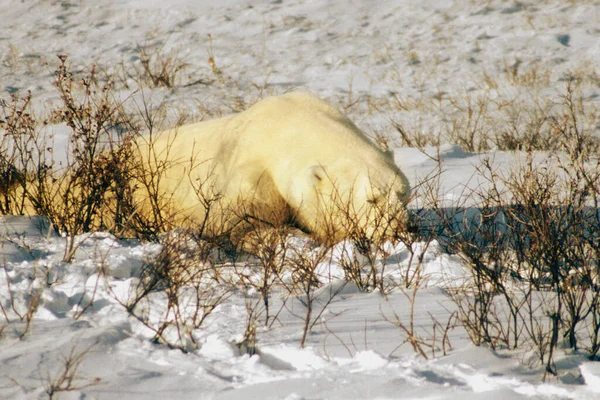 Weißer Eisbär Schnee — Stockfoto