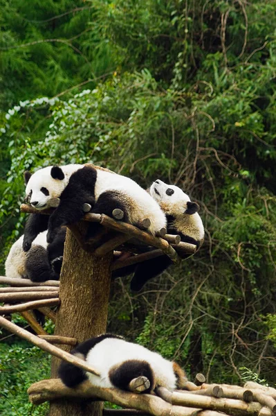 Pandabär Tier Flora Und Fauna — Stockfoto