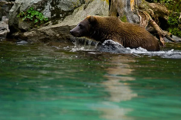 Grizzlybär Wasser — Stockfoto
