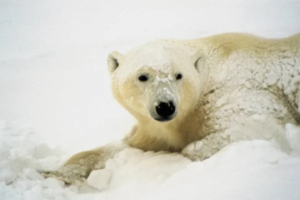 Lední Medvěd Sněhu — Stock fotografie