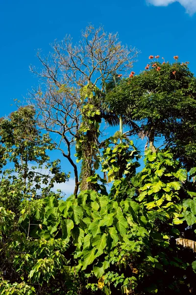 Green Leaves Background Blue Sky — Stock Photo, Image