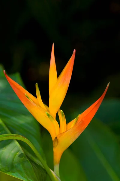 Close Flower Botanical Garden Hawaii Tropical Botanical Garden Hilo Big — Stock Photo, Image