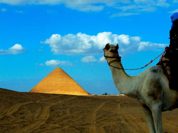 Pessoa Camelo Frente Uma Pirâmide Pirâmide Dobramento Dashur Egito — Fotografia de Stock