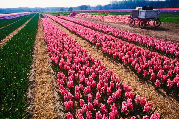 Bellissimi Tulipani Nel Campo — Foto Stock