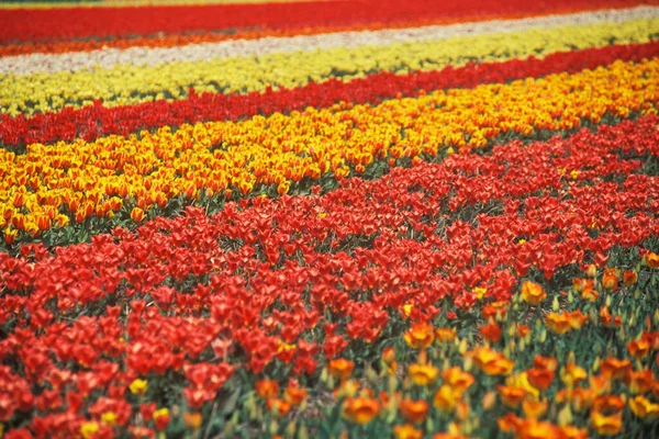 Piękne Kolorowe Tulipany Terenie — Zdjęcie stockowe