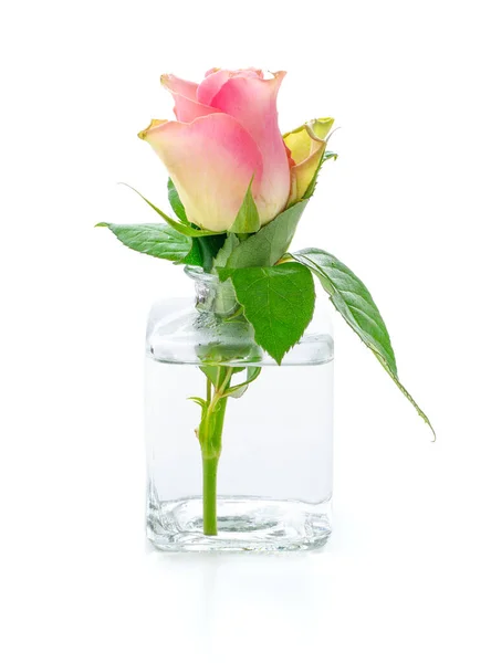 Růže Skleněné Váze Bílém Pozadí — Stock fotografie