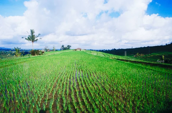 Vista Panorâmica Campo Arroz Paddy Bali Indonésia — Fotografia de Stock