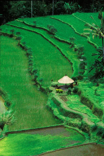 Blick Auf Einen Sonnenschirm Auf Einem Terrassenförmigen Feld Bali Indonesien — Stockfoto