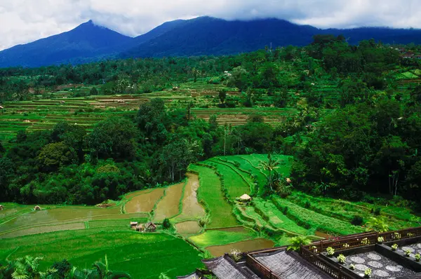 Vista Alto Ângulo Campo Bali Indonésia — Fotografia de Stock