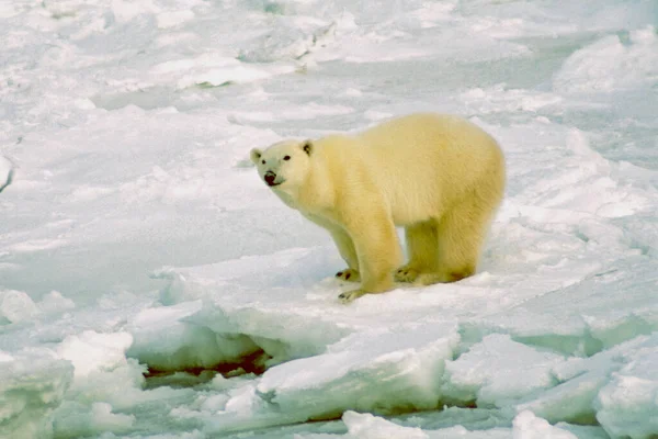 Polar Bear Arctic — Stock Photo, Image