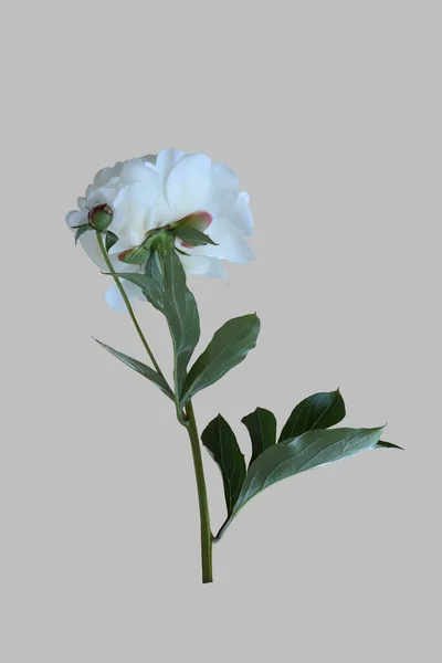Κλάδος Λευκό Λουλούδι Παιώνιας Απομονωμένο Φόντο — Φωτογραφία Αρχείου