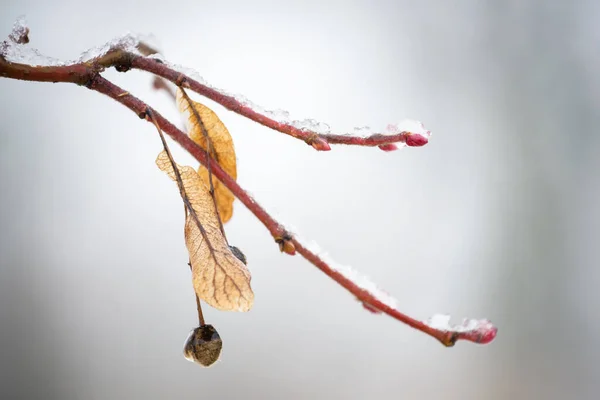 Ramoscello Albero Inverno Con Ghiaccio — Foto Stock