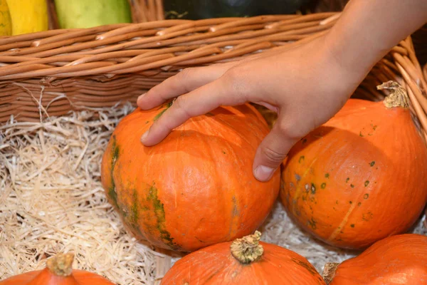 hokkaido pumpkin or red kuri squash in a basket, food and nutrition