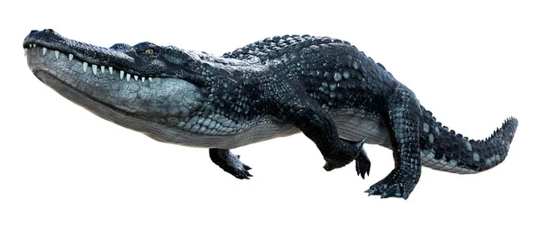 Krokodil Isolerad Vit Bakgrund — Stockfoto