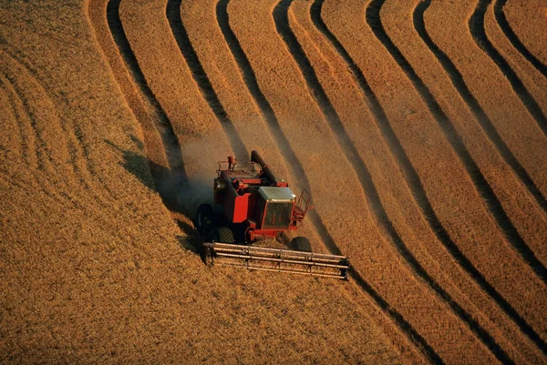 小麦を耕すトラクターの視界 — ストック写真