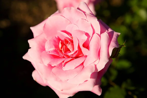 Красивые Розы Саду — стоковое фото