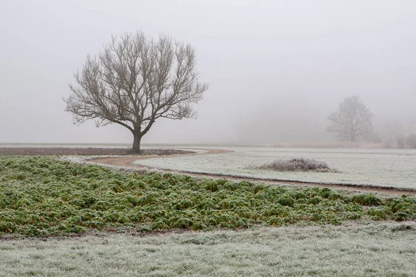 Inverno Cênico Com Árvore — Fotografia de Stock