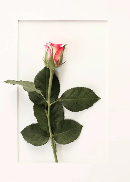 Kärlekskort Med Ros Alla Hjärtans Dag Gratulationskort Röd Rosa Ros — Stockfoto