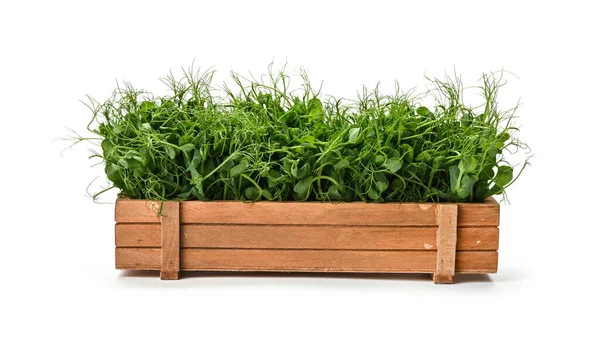 Close Fresh Green Peas Microgreen Sprouts Brown Wooden Box Isolated — Stock Photo, Image