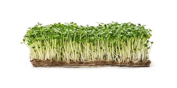 Tutup Hijau Segar Arugula Microgreens Sprouts Pada Kompos Drainase Terisolasi — Stok Foto