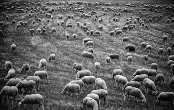 Pâturage Des Moutons Sur Pâturage — Photo