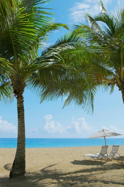 Mooi Strand Met Palmbomen Blauwe Lucht — Stockfoto