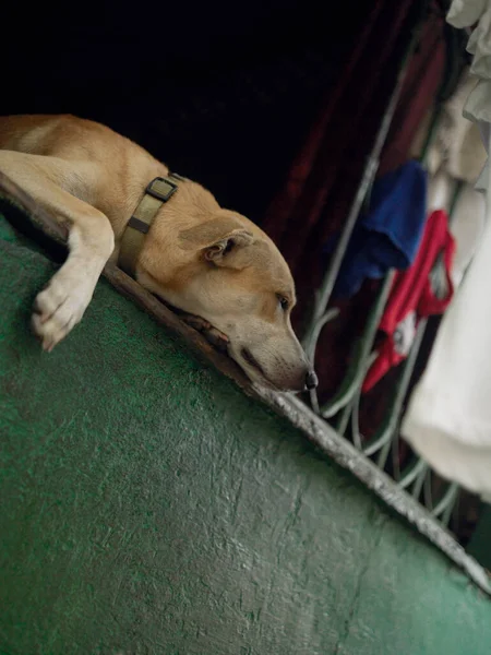 Cão Parque — Fotografia de Stock