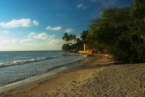 Belle Plage Tropicale Avec Palmiers Ciel Bleu — Photo