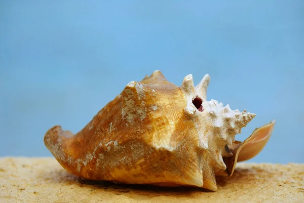 Sea Shells Blue Background — Stock Photo, Image