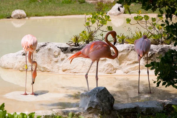 Pink Flamingos Water — Stock Photo, Image