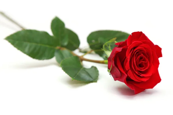 Rote Rose Auf Weißem Hintergrund — Stockfoto