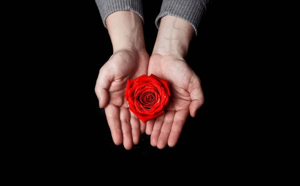 手拿着一朵黑色背景的红玫瑰 — 图库照片