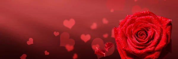 Mooie Rode Roos Een Donkere Achtergrond Valentijnsdag — Stockfoto