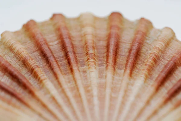 배경에 조개껍데기 — 스톡 사진