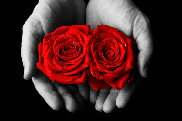 Close Female Hand Holding Red Rose Black Background — Stock Photo, Image