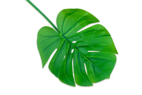 Green Leaves Monstera Isolated White Background — Stock Photo, Image