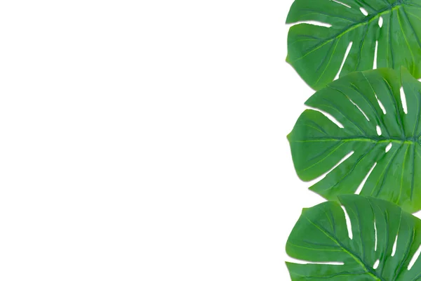 Tropiska Gröna Blad Vit Bakgrund — Stockfoto
