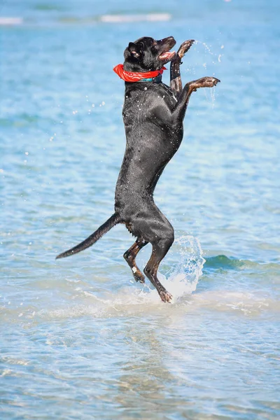 Köpek Suya Atlıyor — Stok fotoğraf